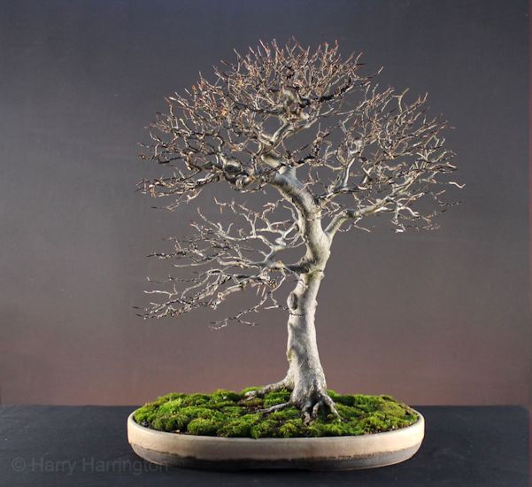 beech bonsai